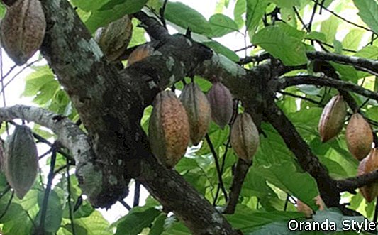 Cacao fák Afrikában