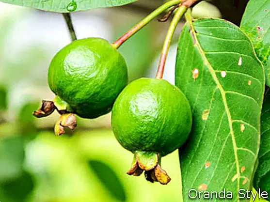 Guavafrugt på træet