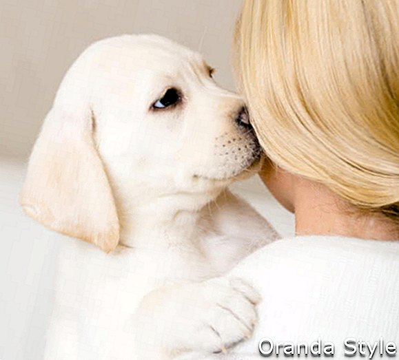 Labrador kiskutya megcsókolja a fehér pulóverben lévő nő arcát