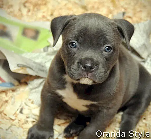 Fajtiszta kutya kék orrú amerikai bully kiskutya a Whelping Box borotvák szélén