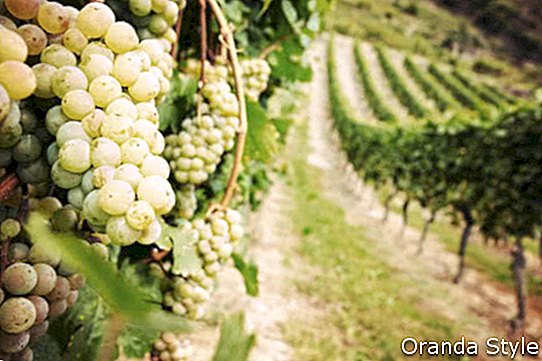 Kebun anggur dengan anggur putih matang, anggur Riesling di Jerman