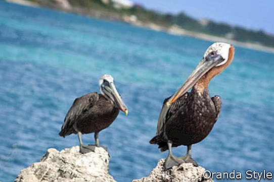 Auf den Providenciales Turks- und Caicosinseln sitzen zwei Pelikane auf Felsen