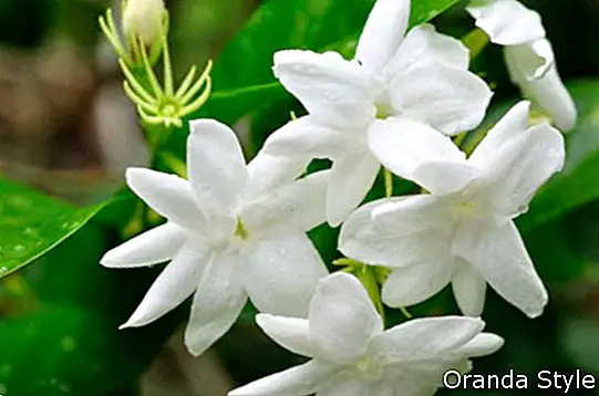 Valge jasmiini lill