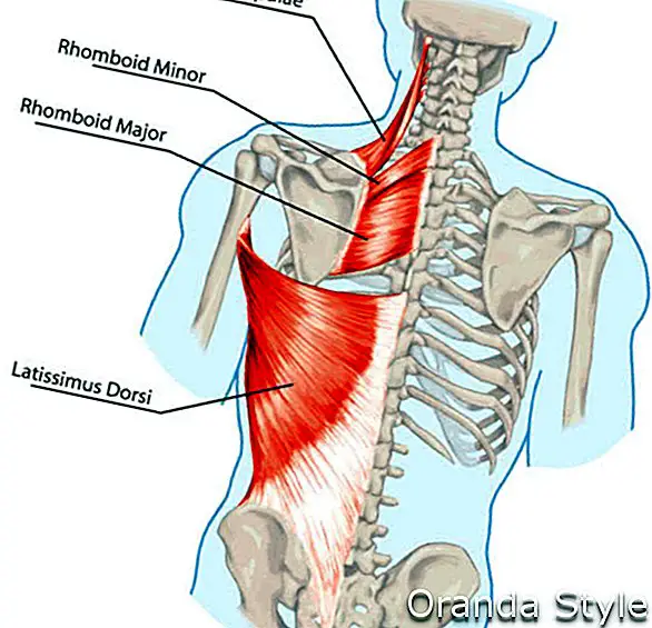 didaktička ploča anatomije ljudskog koštanog i mišićnog sustava