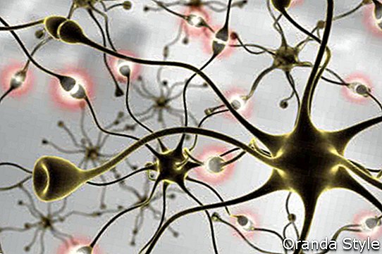 neuronii care transferă impulsuri și generează informații