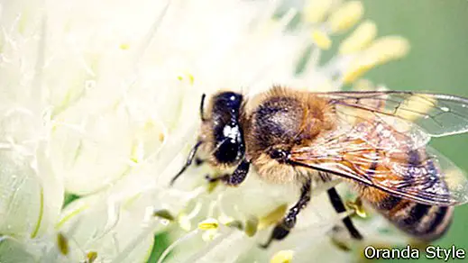 Как да лекувате пчелна ужилка в 3 лесни стъпки