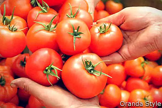 Tomat i kvinners hender etter høsting