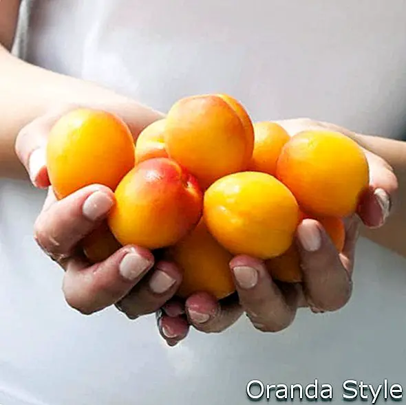 süße Aprikosen in der Hand