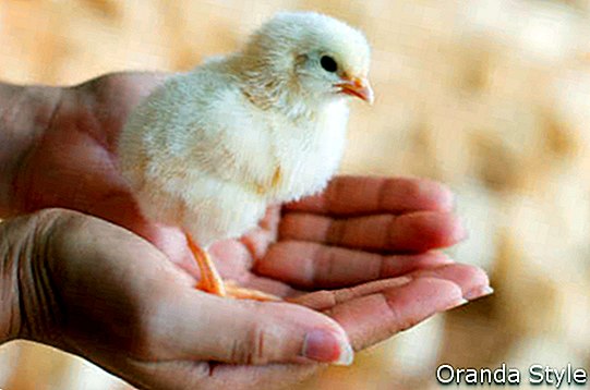 Vrouwelijke handen die een kuiken in kippenlandbouwbedrijf houden