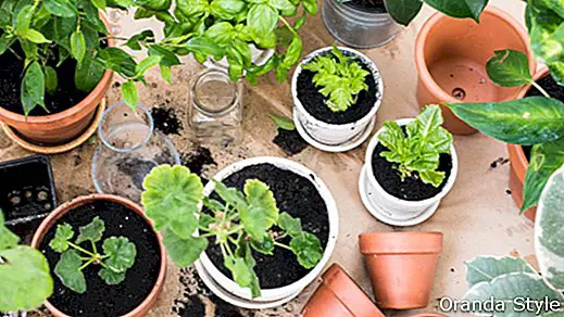 Wie man einen Indoor-Kräutergarten wächst