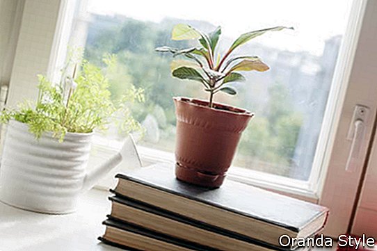 Wie man einen Indoor-Kräutergarten wächst