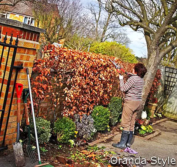 Jardinero adulto femenino recortar un seto de haya con tijeras de jardín