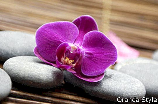 Gråstein og vakker orkide