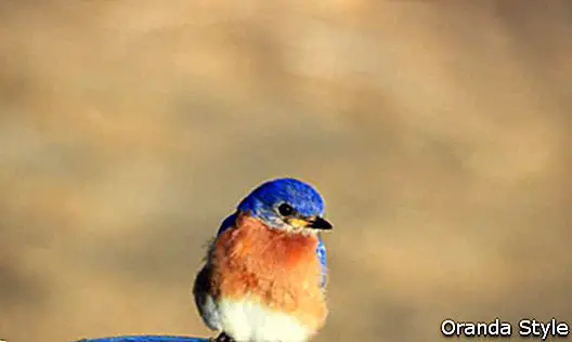 Malý modrý Twitter Birdie