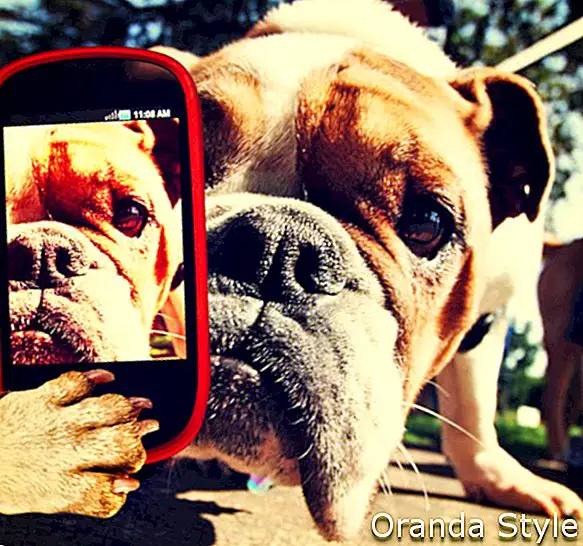 un bulldog aproape de fața lui, luând un selfie cu un telefon mobil, tonifiat cu un efect de filtru de instagram vintage retro