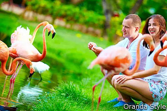 junges Paar füttert Flamingovögel mit den Händen am Teich