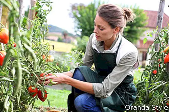 Frau im Gemüsegarten Tomaten pflücken