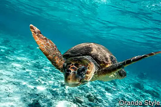 Loggerhead havssköldpadda Caretta caretta