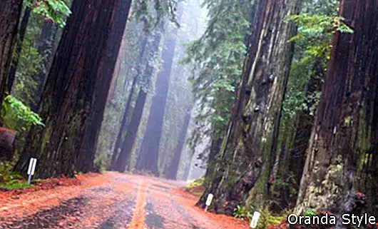 Cesta přes lesy Kalifornie Redwood