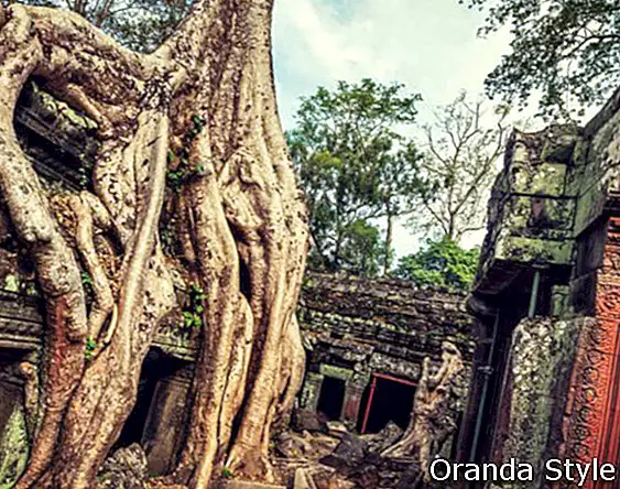 Chrám Ta Prohm Angkor Kambodža