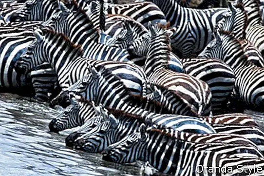 Stádo zebrů vede do zavlažovací díry