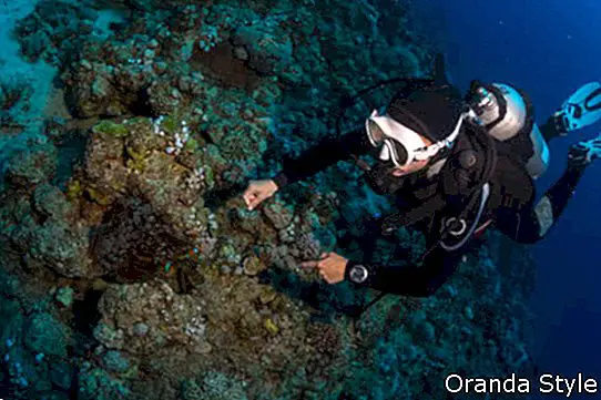 De duiker maakt een foto van een octopus op de bodem van de Rode Zee