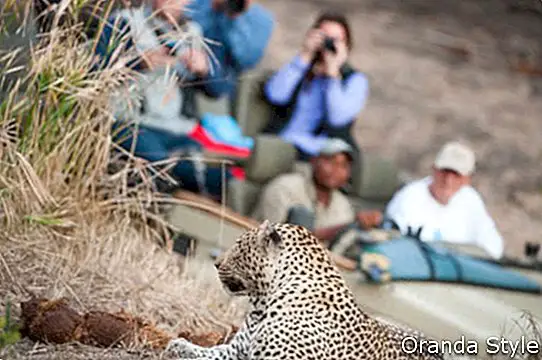 kleurenfoto van een in-focus luipaard rustend op een stijging op de voorgrond met een safarivoertuig gevuld met toeristen die op de achtergrond toekijken
