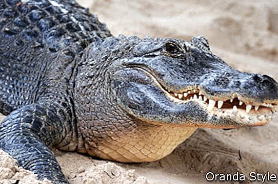โคลสอัพจระเข้บนหาดทรายใน Gator Park ในไมอามี่