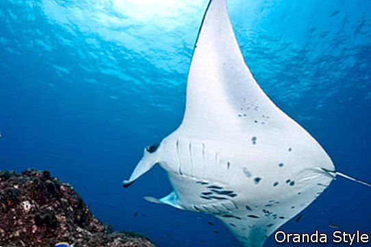 Manta ray ในมหาสมุทรอินเดีย