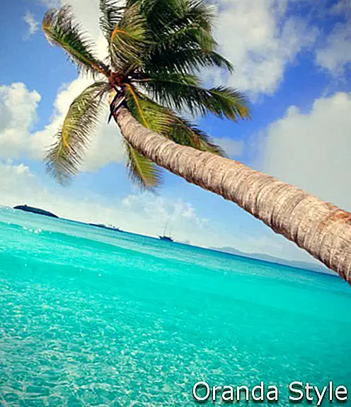 palmera en playa tropical perfecta