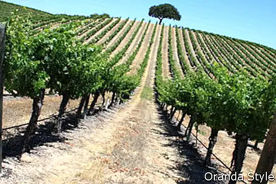 Gražios vynuogių vynmedžių eilės Kalifornijoje