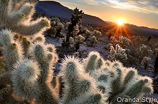 Chollas Cactus Sunrise Parque Nacional Joshua Tree