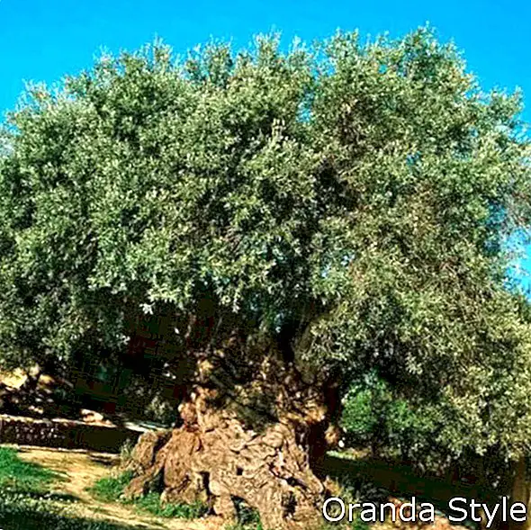 yunanistan'da zeytin ağacı