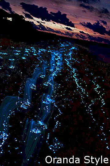 gelombang bioluminescent gelombang maldives