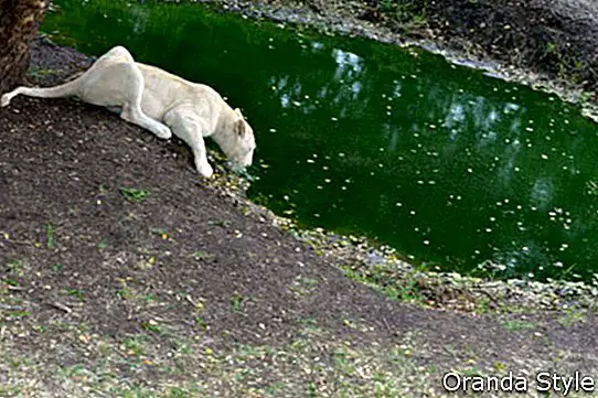 Weiße Löwin trinkt von Bewässerungspool Mauritius Casela-Park