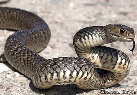 giftig slange