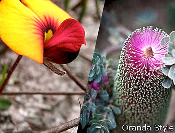 Australias flora